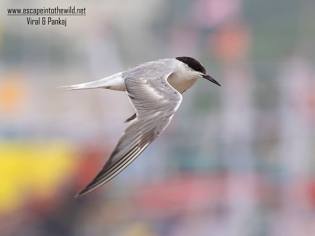 Common Tern